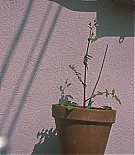 ERO-B159.jpg