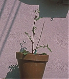 ERO-B160.jpg