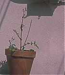 ERO-B161.jpg