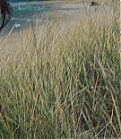 ERO-V075.jpg